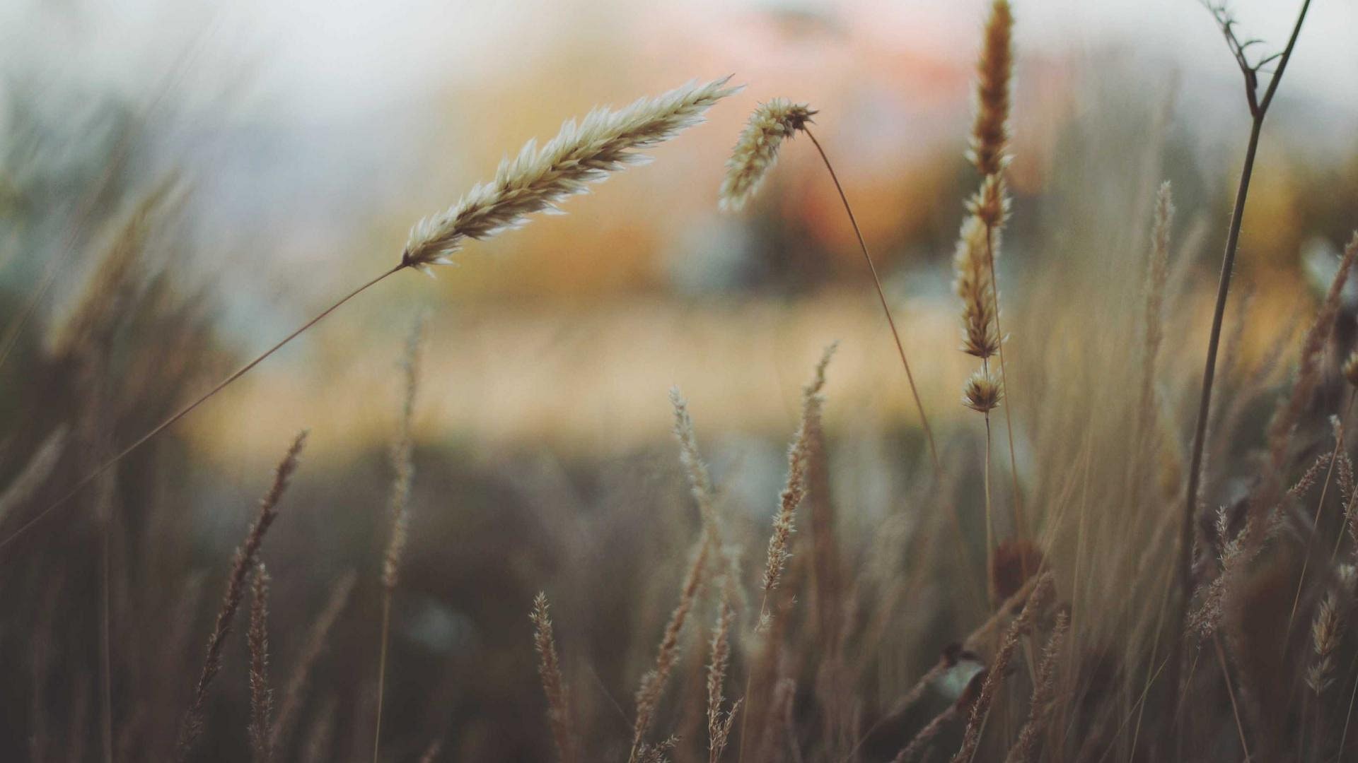 Article illustration Article illustration